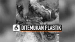 PENYU MATI