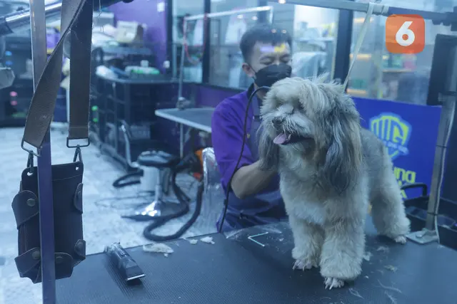 Dari Cukur Bulu hingga Mandi Mengintip Cuan Bisnis Pet Shop