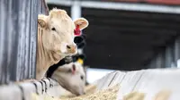 8 Cara Menyimpan Pakan Fermentasi agar Awet hingga 30 Hari, Konsumsi Ternak Bernutrisi