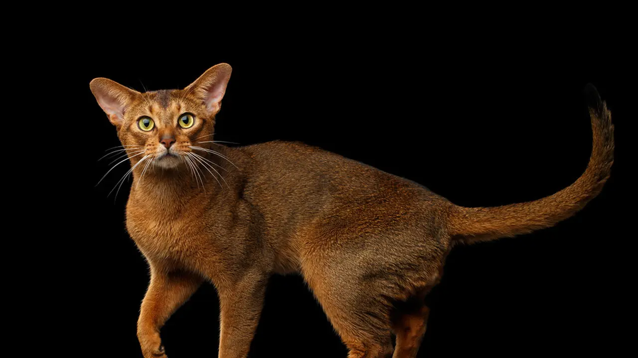 Ras kucing Abyssinian