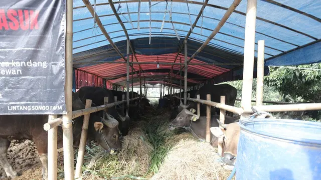 Sapi kurban milik lintang farm bantul