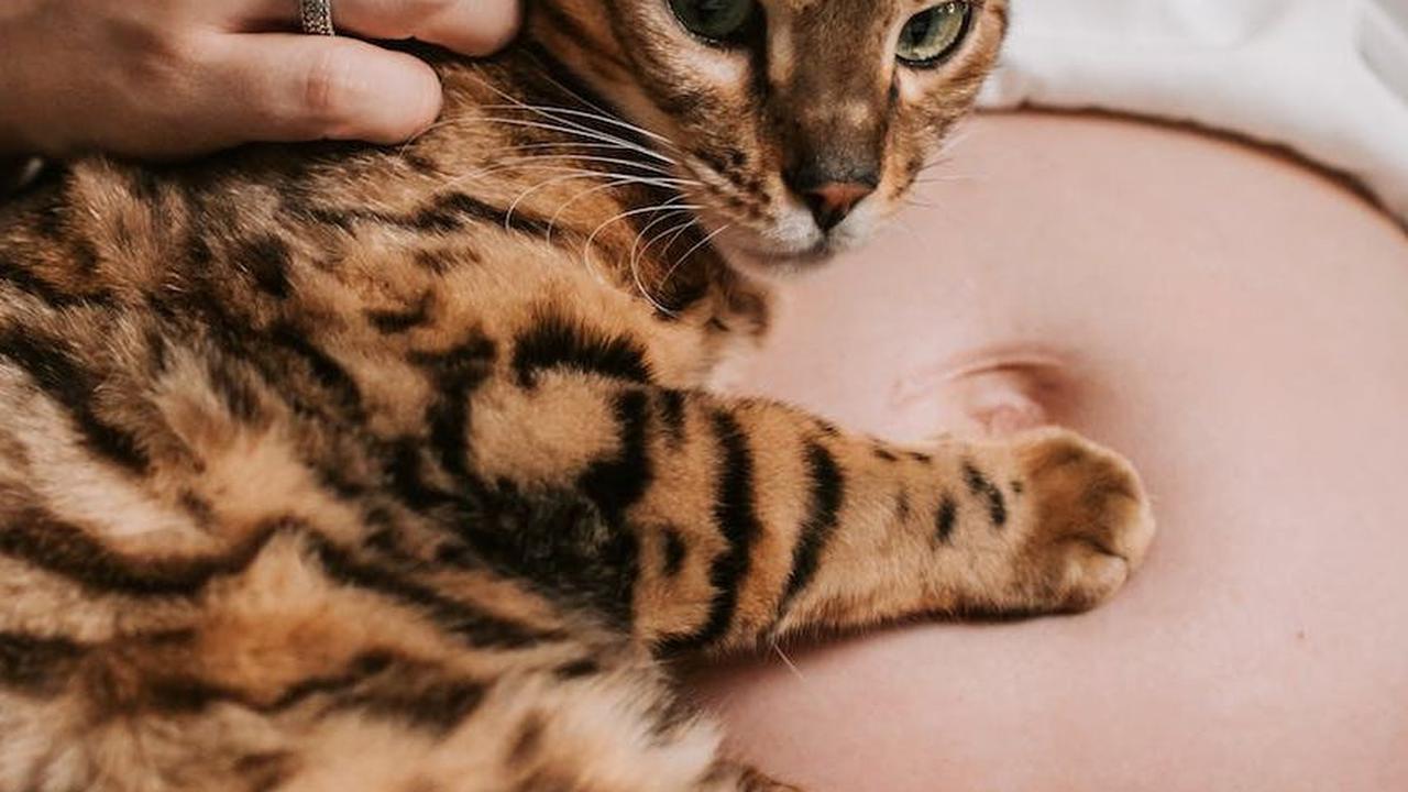 Memelihara kucing saat hamil sebenarnya aman, asalkan langkah-langkah pencegahan diambil dengan serius.