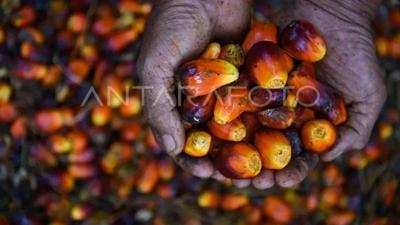 Angkutan CPO KAI Melonjak 17,83 Persen di Semester I 2026, Dukung Industri dan B50