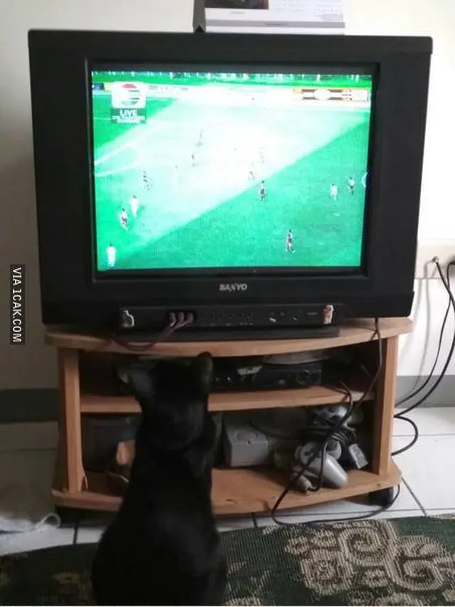 6 Potret Kucing Serius Nonton TV Ini Bikin Gemas Lihatnya