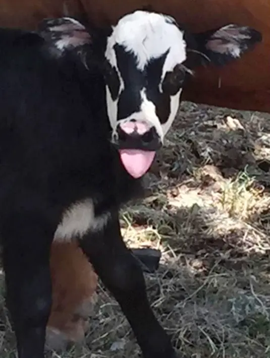 Seekor anak sapi perempuan bernama Genie sesaat setelah kelahirannya di Kerrville. Pada hari Minggu, 31 Juli 2017. Corak kulit pada bagian wajahnya sekilas mirip dengan dandanan pentolan kelompok band KISS, Gene Simmons. (Heather Taccetta via AP)