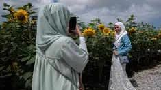Seorang wanita Muslim berpose dengan bunga matahari di taman bunga matahari di Bagan Datuk, Malaysia (17/3/2021). Ratusan pengunjung datang ke taman ini setiap hari untuk foto dan menikmati aktivitas lain seperti memberi makan ikan dan itik yang terdapat di taman tersebut. (AFP/Mohd Rasfan)