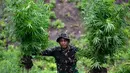 Prajurit Tentara Indonesia  Angkatan Darat menunjukkan tanaman ganja selama penggerebekan ladang ganja di Indrapuri, provinsi Aceh, Sabtu (06/07/2026). (AFP/ Chaideer Mahyuddin)