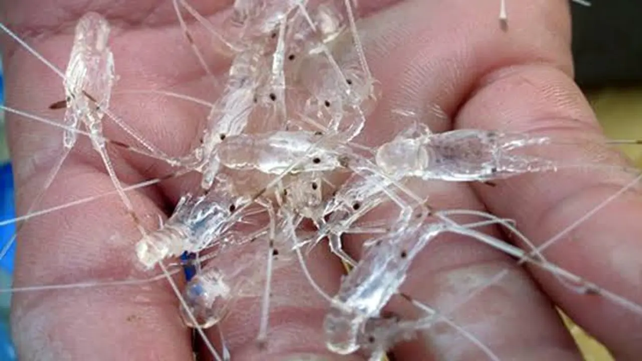 Ilustrasi baby lobster atau benur (Istimewa)