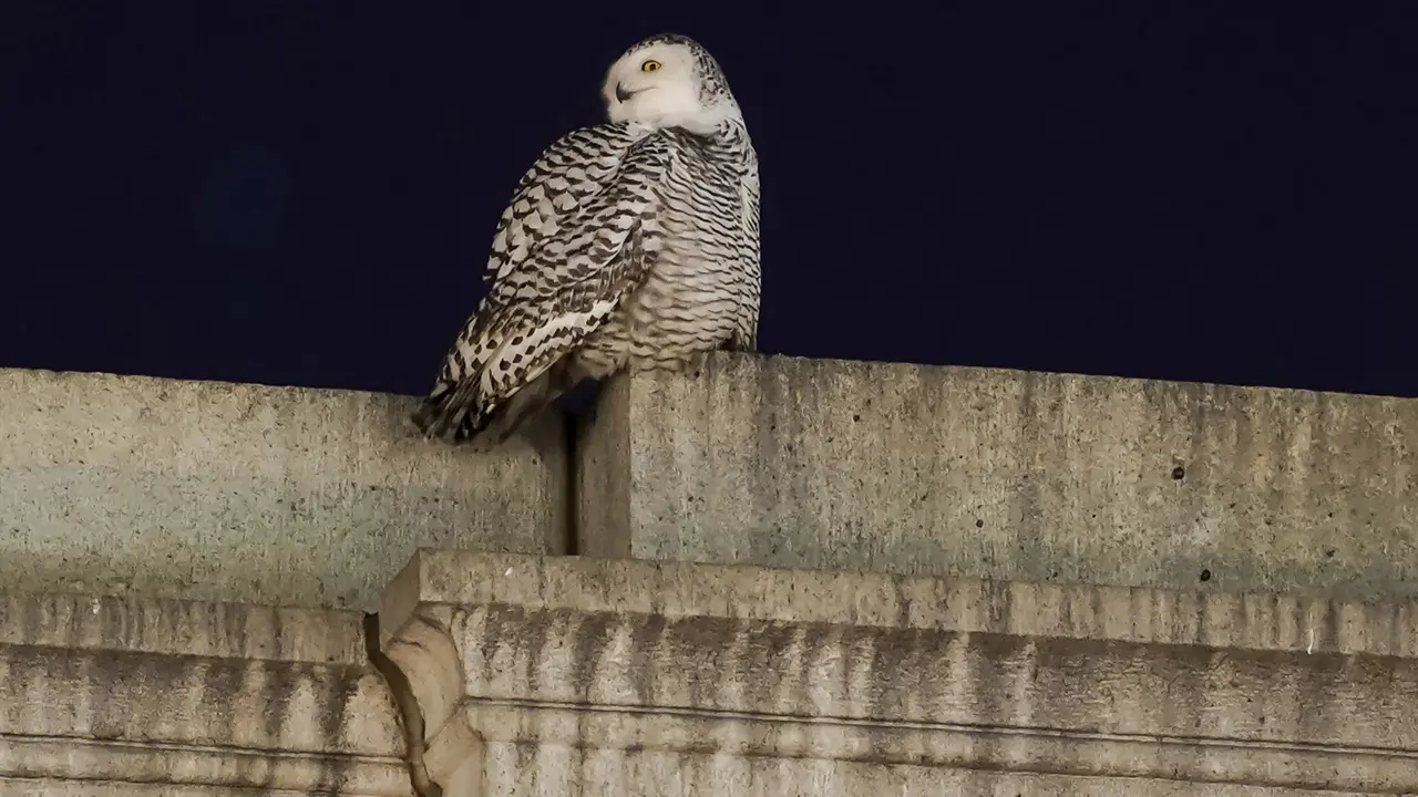 Burung Hantu Salju Langka di Langit Washington