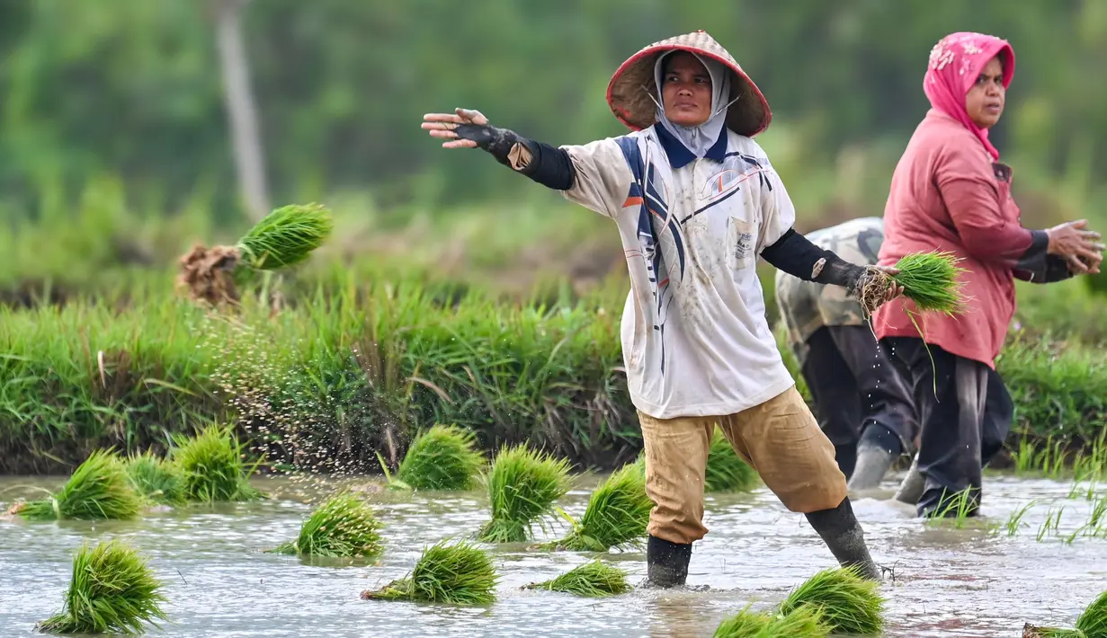 Target produksi padi nasional pada 2025 naik sekitar dua juta ton bila dibandingkan tahun sebelumnya, yaitu sebesar 30 juta ton beras. (CHAIDEER MAHYUDDIN/AFP)