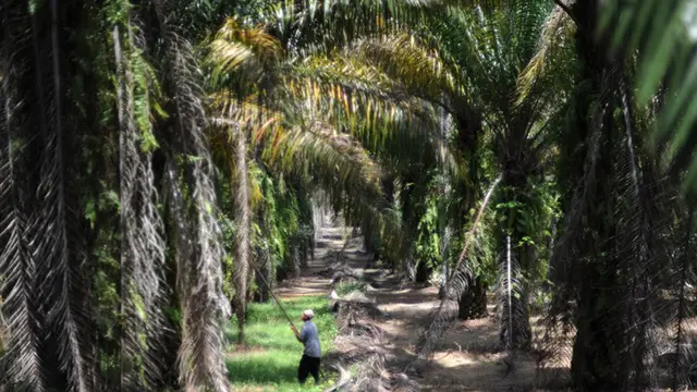 Perkebunan Kelapa Sawit