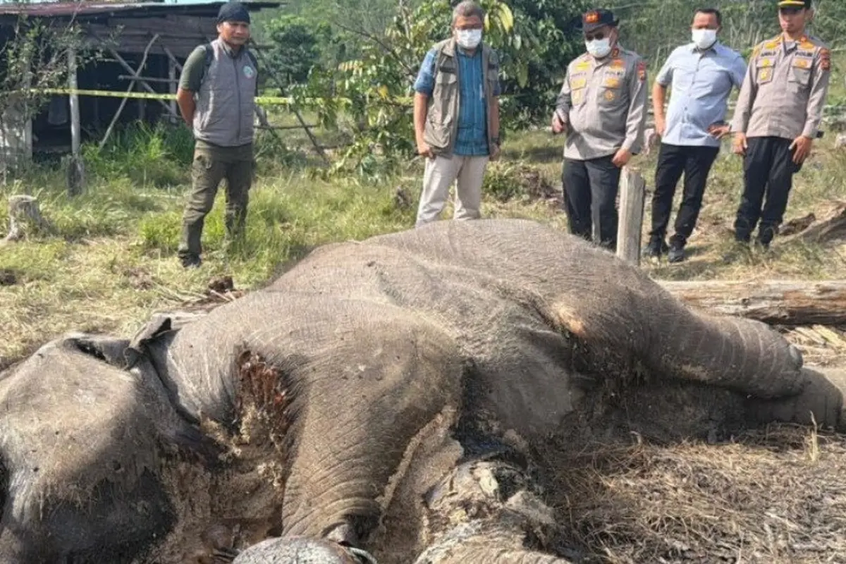 Gajah Mati