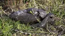 Seekor burung bangau mati tergeletak di tanah di kawasan konservasi Danau Hula, utara Laut Galilea, Minggu (2/1/2022). Flu burung telah membunuh ribuan bangau yang bermigrasi dan mengancam hewan lain di Israel utara. (AP Photo/Ariel Schalit)