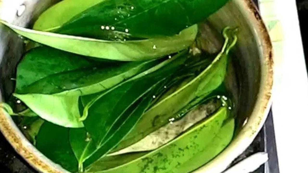 Daun Sirsak