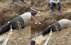 Tapir Terjebak di Parit Kebun Sawit Mesuji, Keluar dari Habitat Konservasi