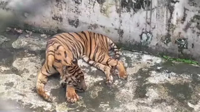 Harimau sumatera di Medan Zoo