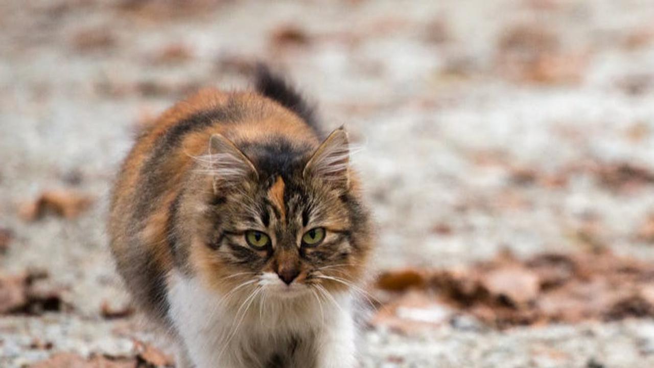 Kucing Berburu