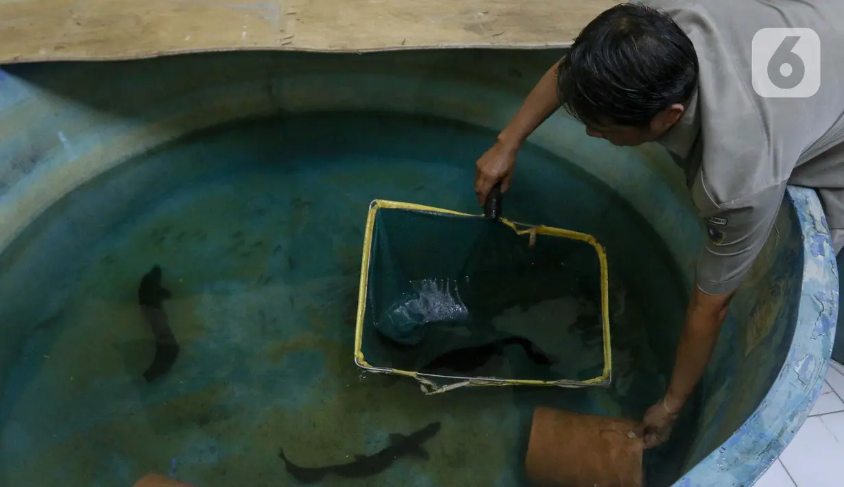 Melalui program Belida Musi Lestari yang diinisiasi PT Pertamina (Persero) dan BRIN, ikan belida tersebut diteliti untuk dikembangkan. (Liputan6.com/Herman Zakharia)
