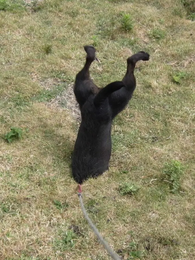 9 Hewan yang Lupa Cara Menjadi Dirinya Bikin Kamu Ngakak Maksimal