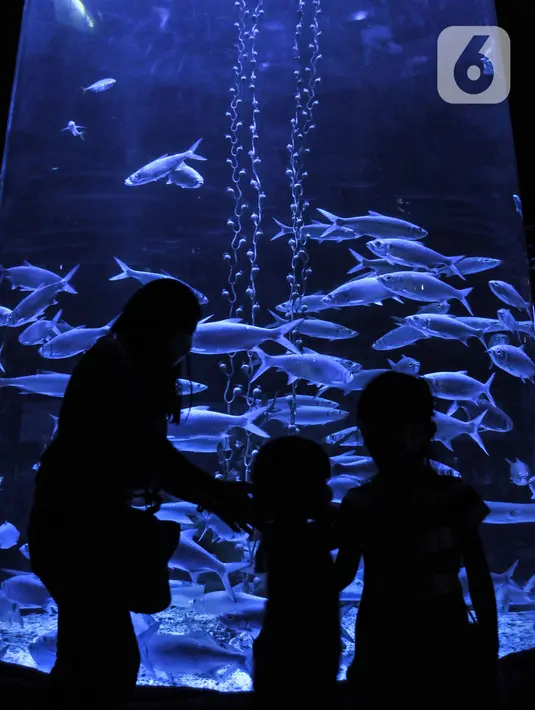 Pengunjung mengamati koleksi biota laut di Jakarta Aquarium & Safari (JAQS), Neo Soho Mall, Jakarta, Rabu (21/4/2021). JAQS menjadi salah satu lokasi alternatif warga dalam mengisi waktu jelang berbuka puasa atau ngabuburit. (merdeka.com/Iqbal S. Nugroho)