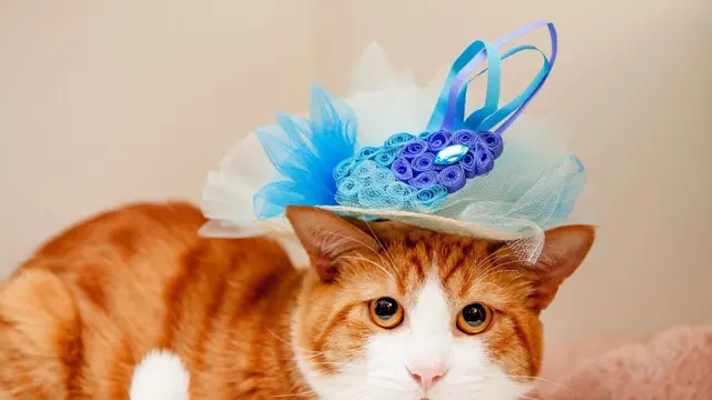 6 Potret Kucing Pakai Topi Ini Bikin Gemas, Lucu Banget