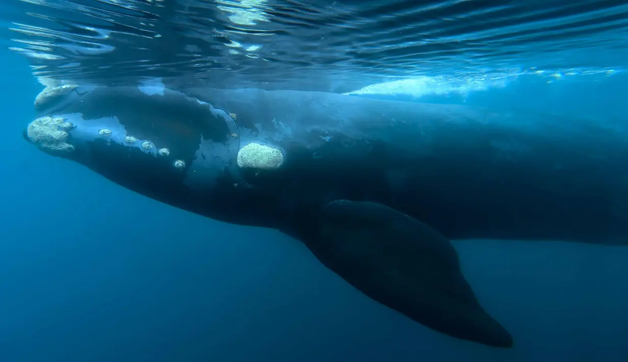 Seekor Paus kanan selatan berenang di perairan Pantai El Doradillo, Patagonia, Argentina (11/10). Paus kanan selatan (Eubalaena australis) adalah paus baleen, satu dari tiga spesies tergolong paus kanan milik genus Eubalaena. (AP Photo/Maxi Jonas)