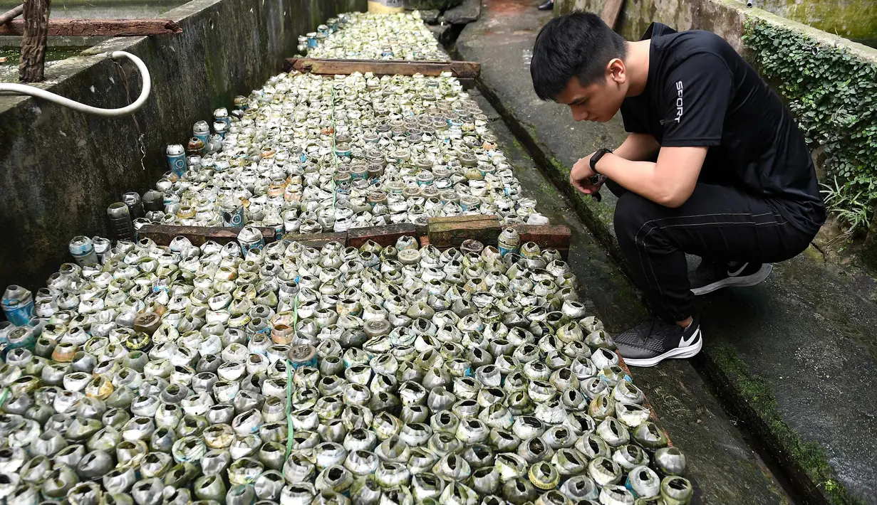 Seorang pria melihat ikan cupang atau Siamese Fighting Fish yang dibesarkan di dalam botol plastik dan kaca di peternakan ikan hias di Hanoi, Selasa (13/4/2021). Tran Ngoc Thang (53) menggunakan ribuan botol kaca dan plastik bekas untuk berternak dan mengembangbiakkan ikan cupang. (Nhac NGUYEN/AFP)