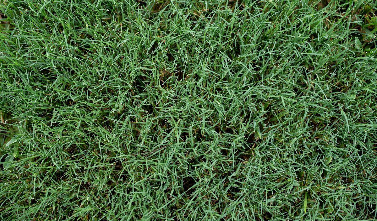 5. Rumput Bermuda