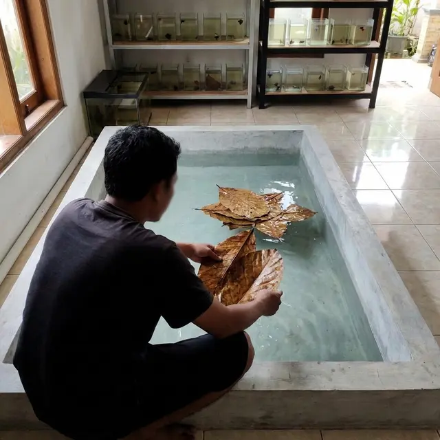Merendam daun ketapang di kolam untuk menetralkan PH air (Gemini AI)