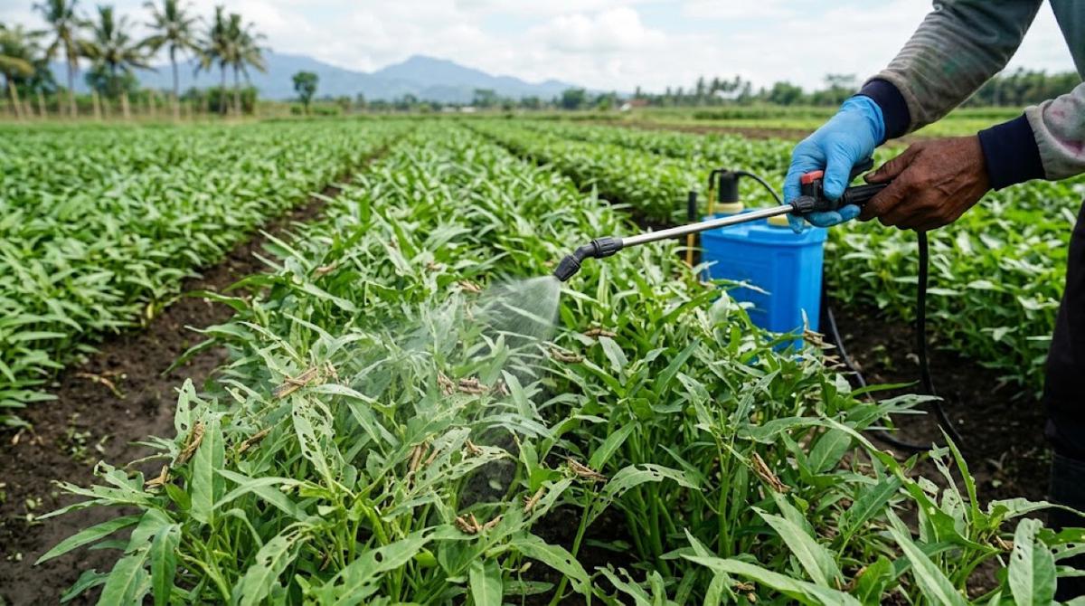 Cara Mengatasi Belalang yang Sering Memakan Daun Sayuran