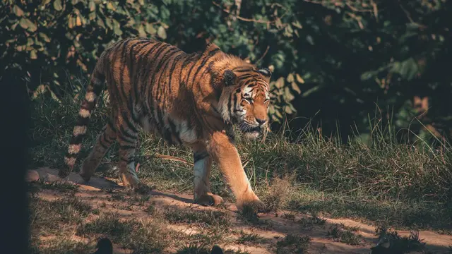 Bengal Tiger