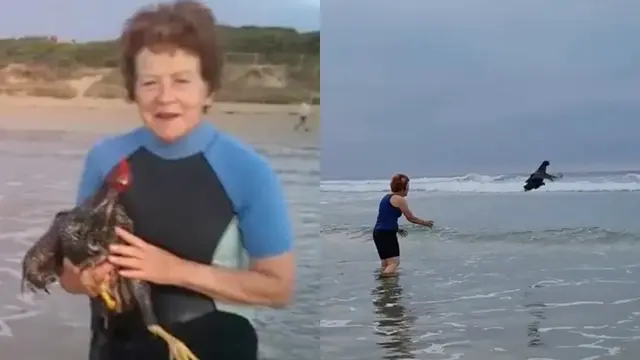 Ayam Suka Berenang di Laut