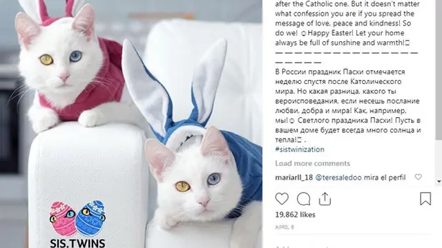Punya Warna Mata Berbeda, Kucing Kembar Ini Banjir Pengikut di Instagram