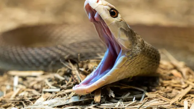 Coastal Taipan