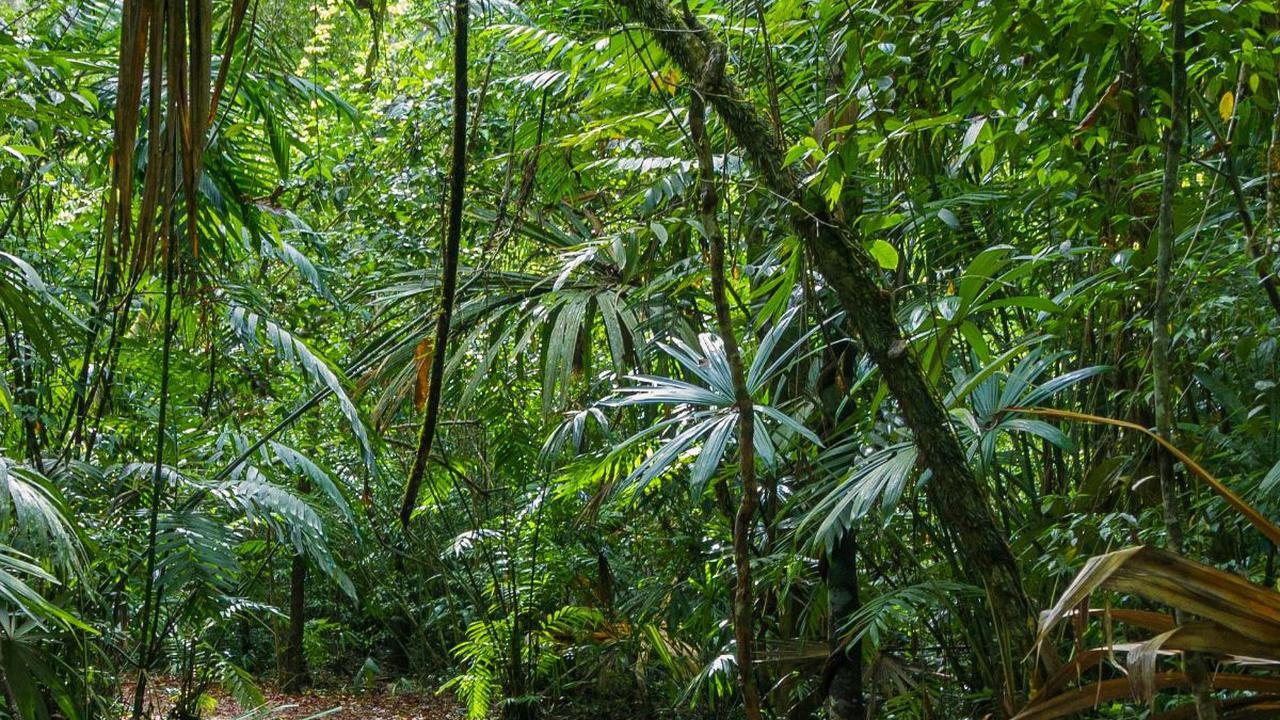 Membentengi Perkampungan dari Serangan DI/TII, Cerita Pensiunan Prajurit TNI AL Ini Sampai Sekarang Tinggal di Tengah Hutan
