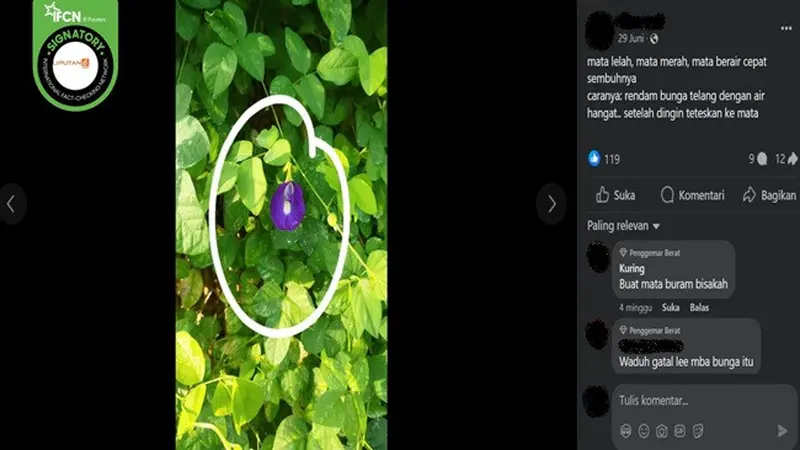 Gambar tangkapan layar postingan yang diklaim air rendaman bunga telang dapat menyembuhkan gangguan pada mata. (sumber: Facebook)