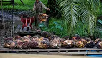 Produk Turunan Sawit Potensi Cuan Buat UKM dan Koperasi