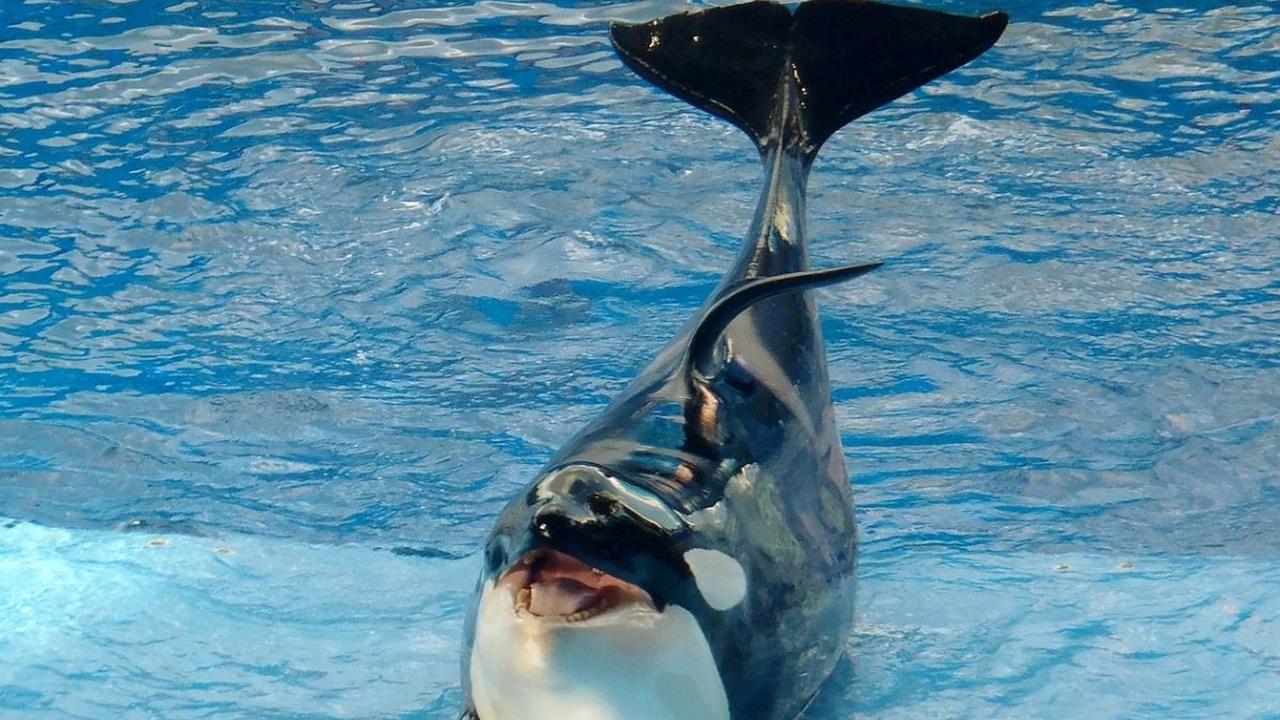 11 Bukti Paus Orca Menunjukkan Kecerdasannya, Mirip Lumba-Lumba