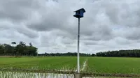 Bantuan 1.000 Ekor Burung Hantu Sukses Basmi Hama Tikus di Sawah Majalengka
