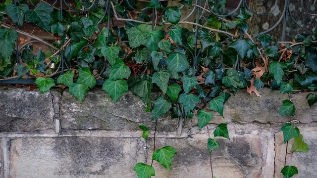 Ivy Inggris (Hedera helix)