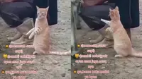 Viral, Aksi Kocak Kucing Minta Susu Sapi Saat Diperah Ini Bikin Gemas