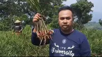 Taufik, Salah satu pengelola Kebun Jahe di Blok Pasir Biluk Kampung Parung Desa Guranteng, Kecamatan Pager Ageung, Kabupaten Tasikmalaya mengatakan, sejak pandemi Covid-19 mewabah, permintaan jahe merah terus bertambah. (Liputan6.com/Jayadi Supriadin)