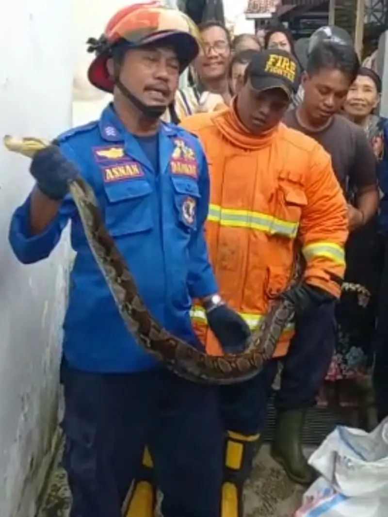 Petugas Pemadam Kabakaran Banyuwangi menangkap ular sanca dengan panjang 3 meter di pemukiman warga (Istimewa)