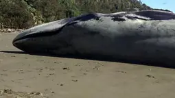 Seekor paus biru besar, yang dianggap sebagai hewan terbesar di Bumi, terdampar di sebuah pantai di Chili selatan, kemungkinan setelah mati di laut, kata pihak berwenang setempat, pada hari Minggu (6/8/2023). (CLAUDIO KOMPATZKI / DEFENDAMOS CHILOE / AFP)