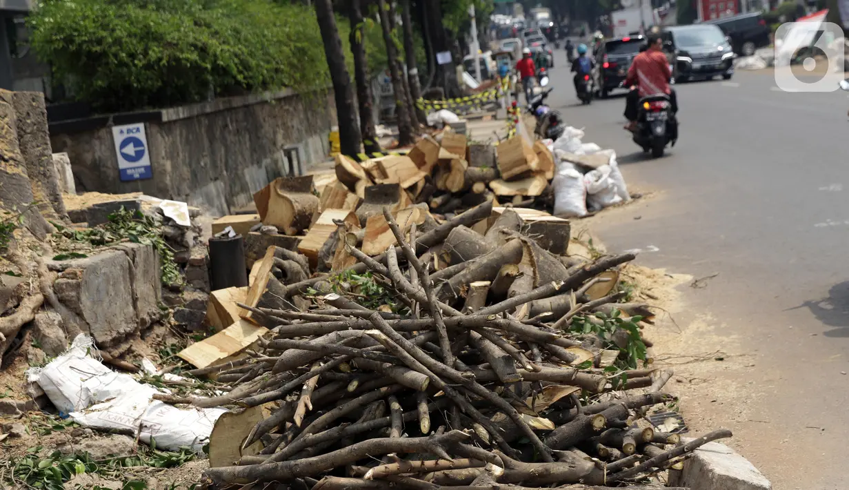 Pengendara melintas di depan sisa penebangan pohon yang masih terlihat di Kawasan Kemang, Jakarta, Sabtu (9/11/2019). Sejumlah pohon akan direvitalisasi dan ditebang karena beberapa alasan salah satunya, posisinya dianggap merusak saluran. (Liputan6.com/Helmi Fithriansyah)