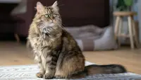 5 Kucing Jumbo yang Cocok Dipelihara di Rumah