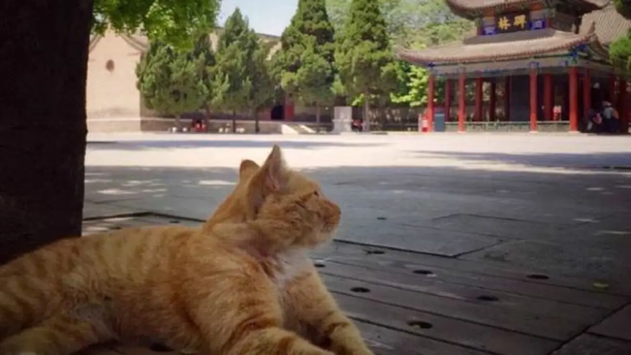 Kucing