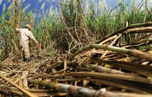 Tidak Hanya Tebu, Bioethanol Ternyata Bisa Dikembangkan dari Sumber Lain