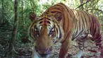 Harimau langka Indocina yang terancam punah ditemukan di taman nasional di Thailand timur, 28 Maret 2017. Harimau tersebut diketahui jenis harimau Indocina. (Thailand's Department of National Parks, Wildlife and Plant Conservation/Freeland via AP)