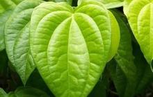 Mengolah Daun Sirih Hijau, Resep Rebusan untuk Menurunkan Tekanan Darah dan Menjaga Kadar Gula Darah